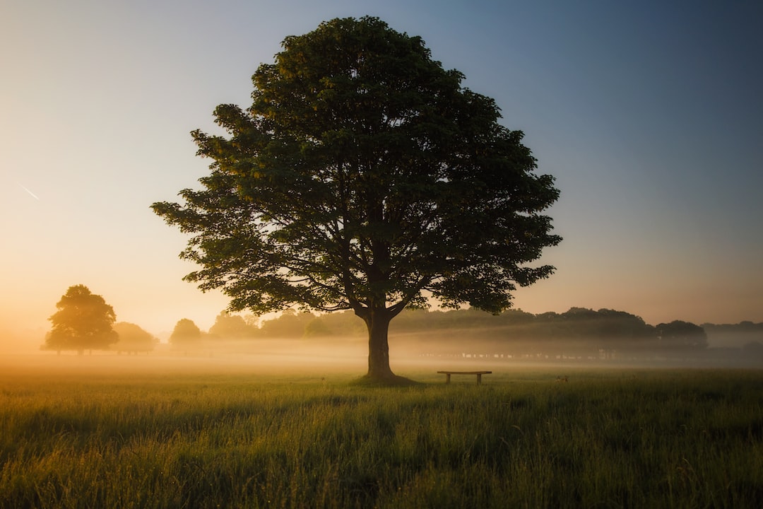 A single tree Wisdom